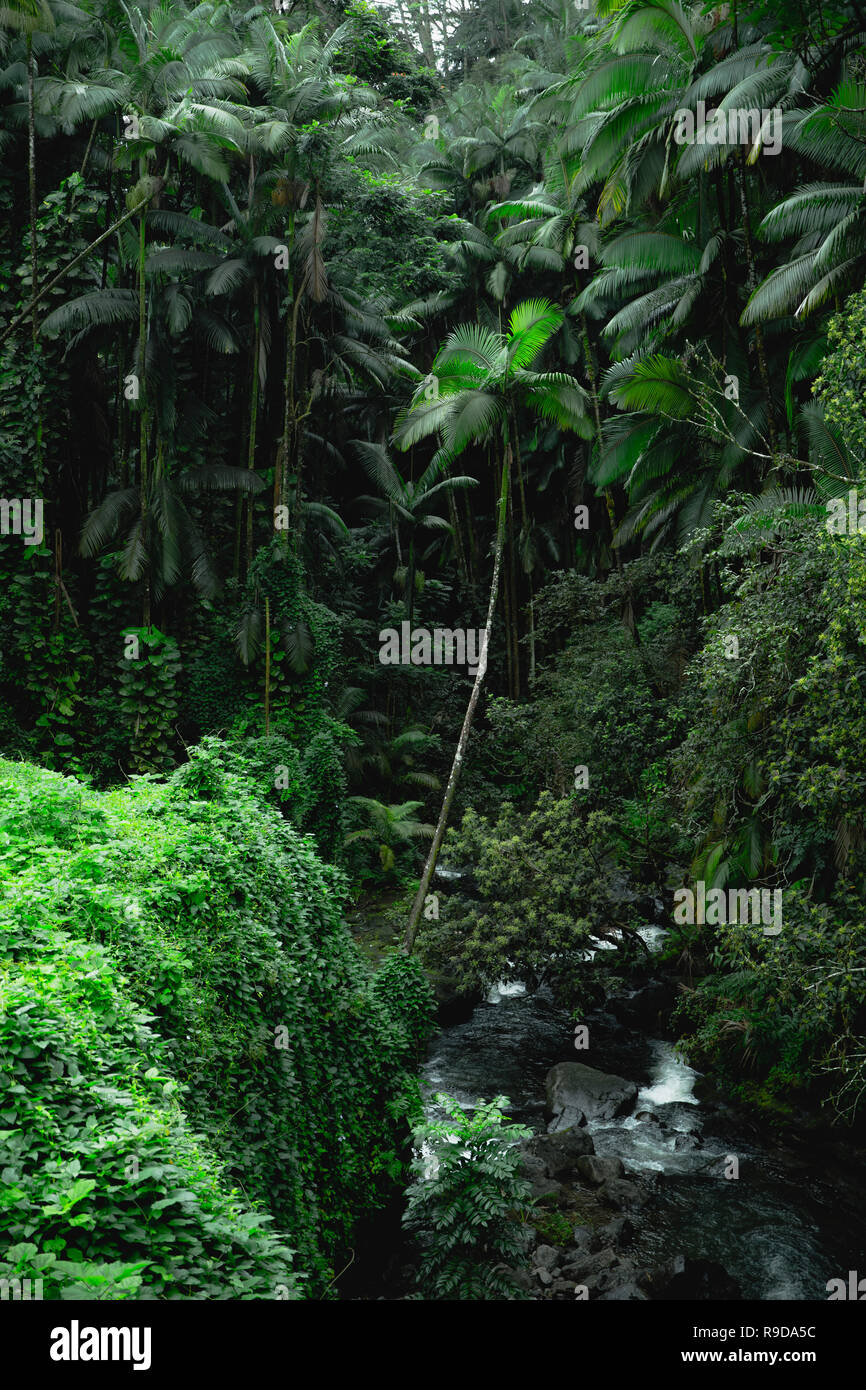 Palme in den Dschungel der Großen Insel von Hawaii versteckt Stockfoto