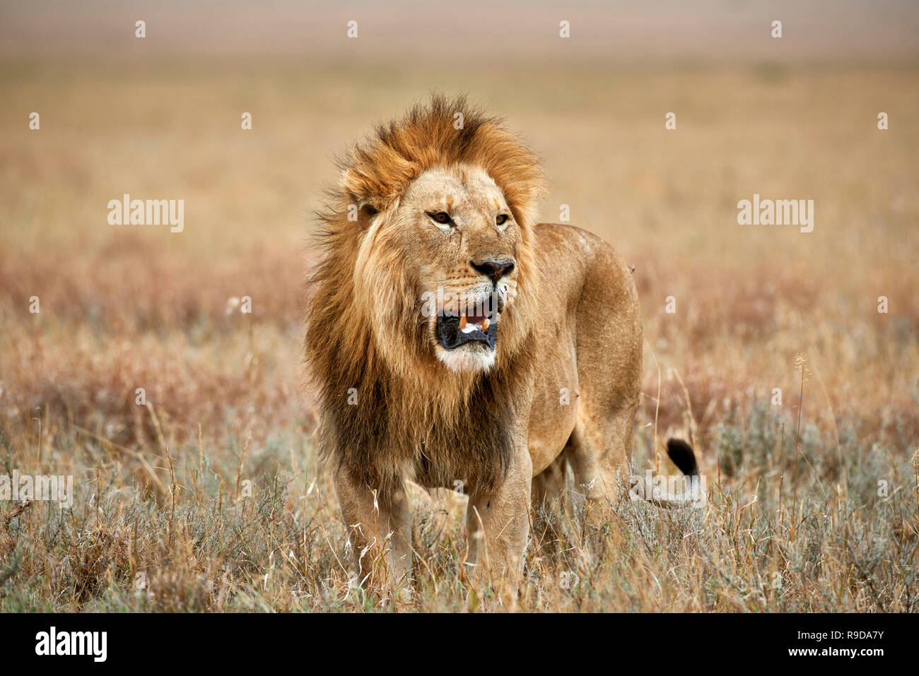 Riesige männliche Löwe wandern, Serengeti National Park, UNESCO-Weltkulturerbe, Tansania, Afrika Stockfoto