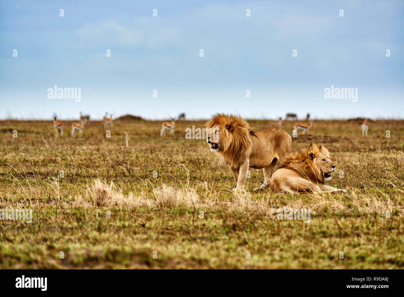 Zwei riesige männliche Löwe, Serengeti Nationalpark, UNESCO-Weltkulturerbe, Tansania, Afrika Stockfoto