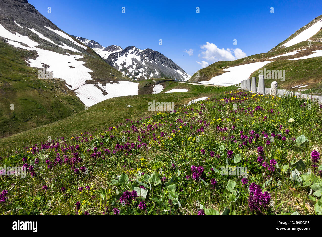 Sommer alpine Landschaft mit violetten Blüten in der Nähe der Gipfel der Furka Pass (2.429 m), Uri, Schweiz Stockfoto