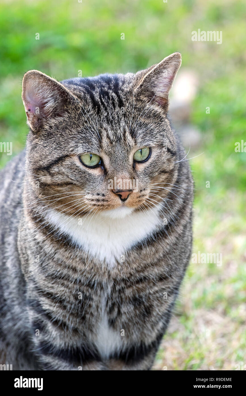 Katze - Felis silvestris catus oder Felis catus Stockfoto