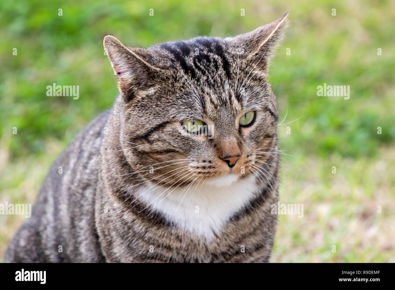Katze - Felis silvestris catus oder Felis catus Stockfoto
