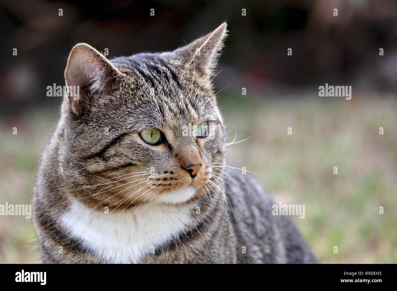 Katze - Felis silvestris catus oder Felis catus Stockfoto