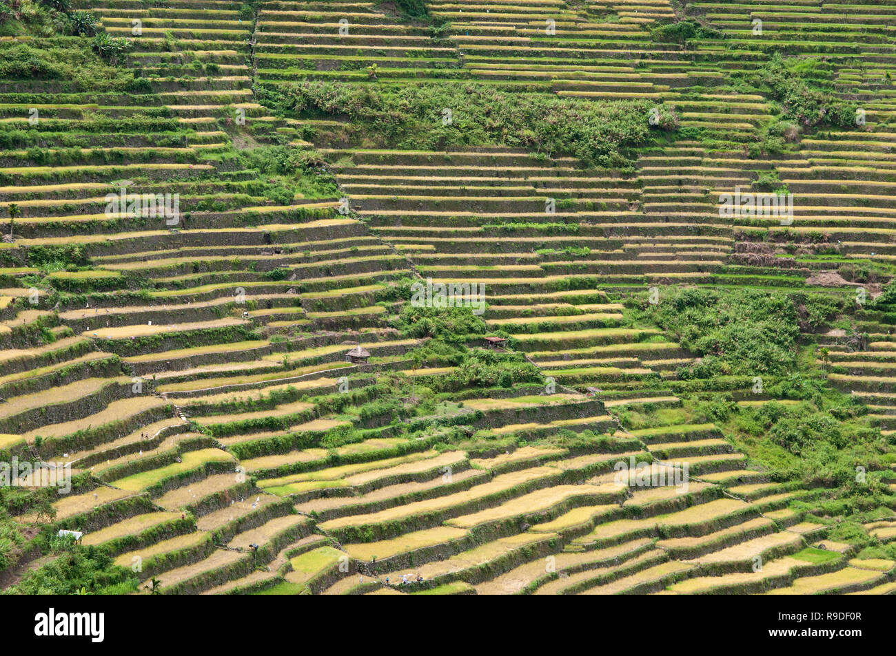Batad Reisterrassen, Ifugao Provinz Cordillera Region, Luzon, Philippinen, Asien, Südostasien, UNESCO Weltkulturerbe Stockfoto