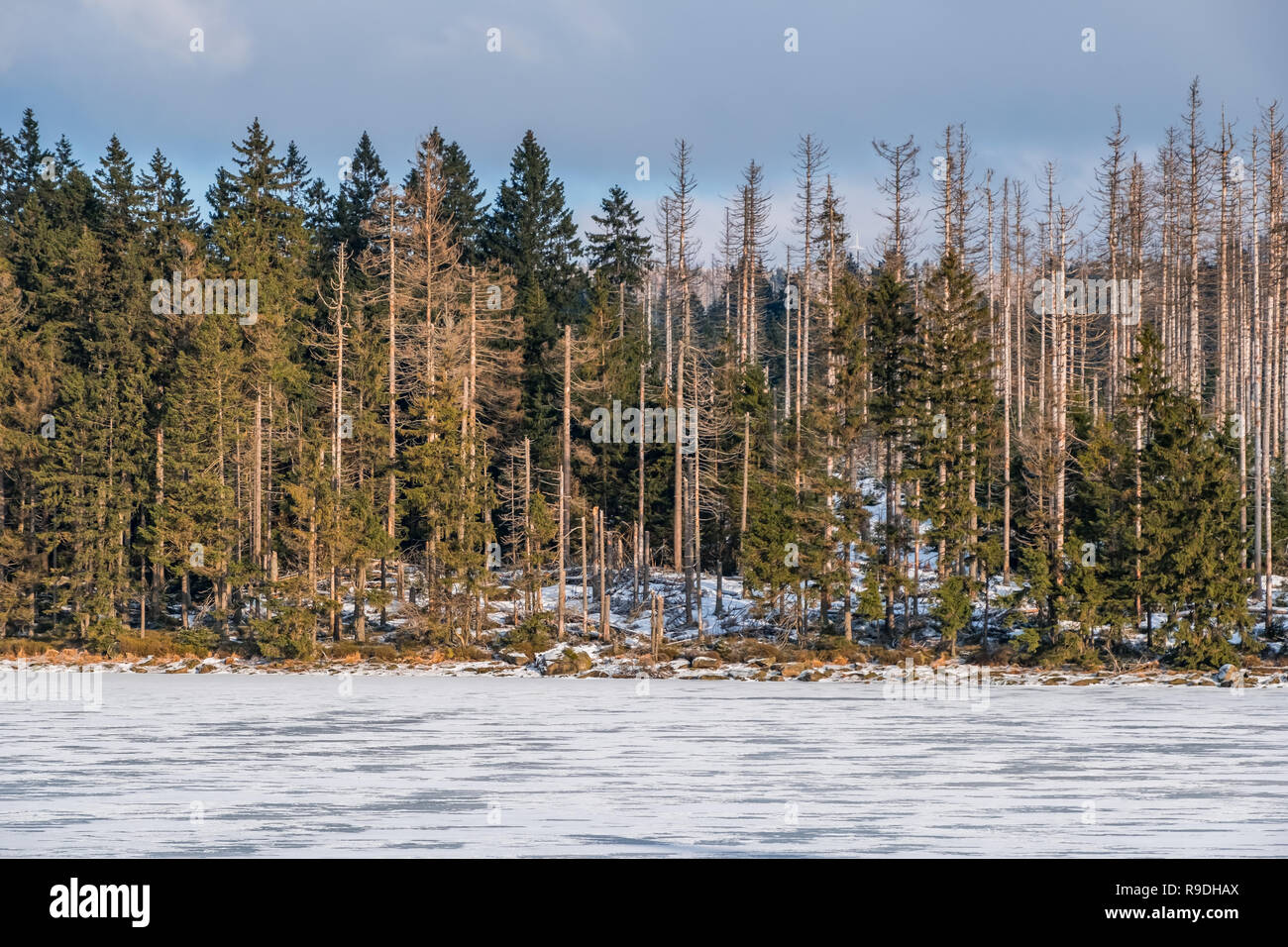 Nationalpark Harz im Winter Oderteich Stockfoto