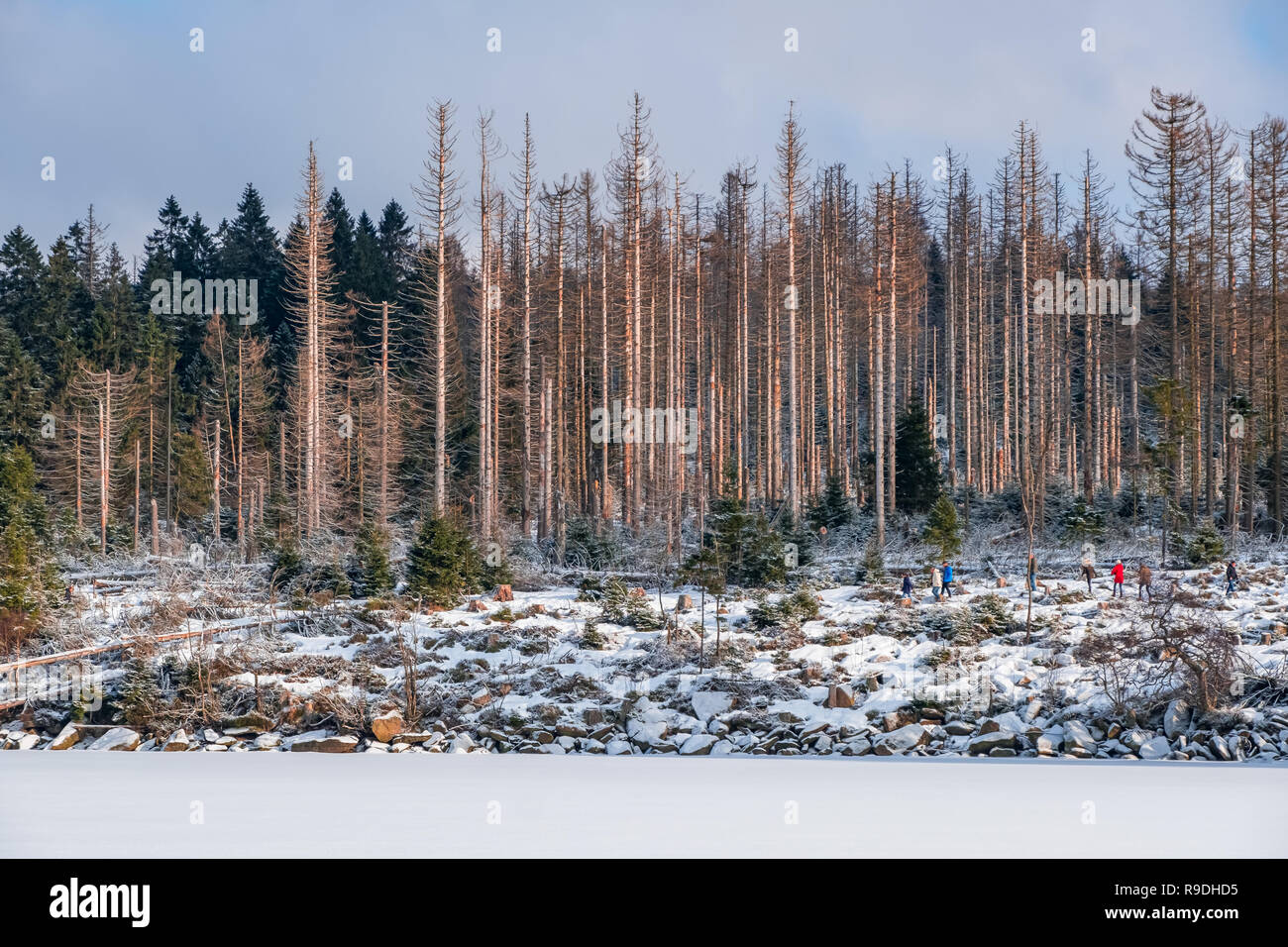 Nationalpark Harz im Winter Oderteich Stockfoto