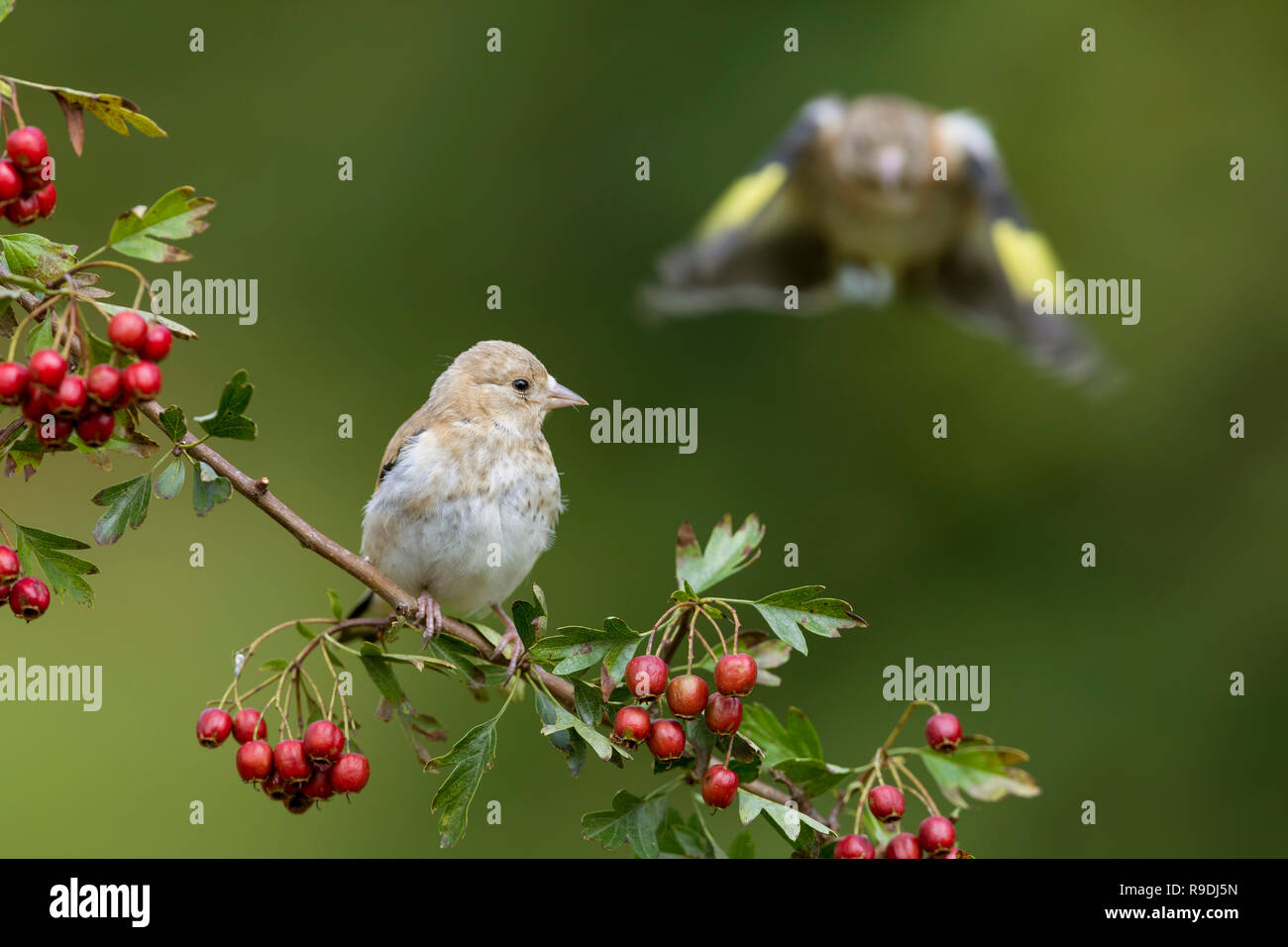 Goldfinch; Carduelis carduelis einzelne Junge auf Weißdorn; Erwachsene im Flug Cornwall, UK Stockfoto