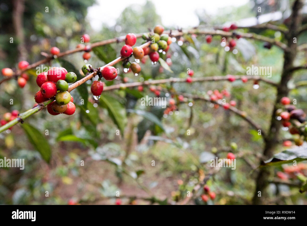 (181223) - Peking, 23 Dezember, 2018 (Xinhua) - Kaffee Bäume sind bei einem Kaffee Farm in der Nähe von Kaffa, Äthiopien, Dez. 8, 2018 gesehen. Die lokale/Betriebe Hauptsaison im Dezember jeden Jahres. Kaffee in Äthiopien verwurzelt ist der Rohstoff für verschiedene Kaffeegetränke, die von Menschen auf der ganzen Welt bevorzugt. Es wird gesagt, dass Kaffee entdeckt wurde von schafhirte in Kaffa, südwestliche in Äthiopien, von denen der Name von Kaffee entwickelt. Kaffeebohnen aus Äthiopien sind in China vor allem auf dem Seeweg exportiert. Geschält grüne Kaffeebohnen durch Straße und Bahn und dann zum Hafen von Dschibuti transportiert nach ca. 21 d Stockfoto