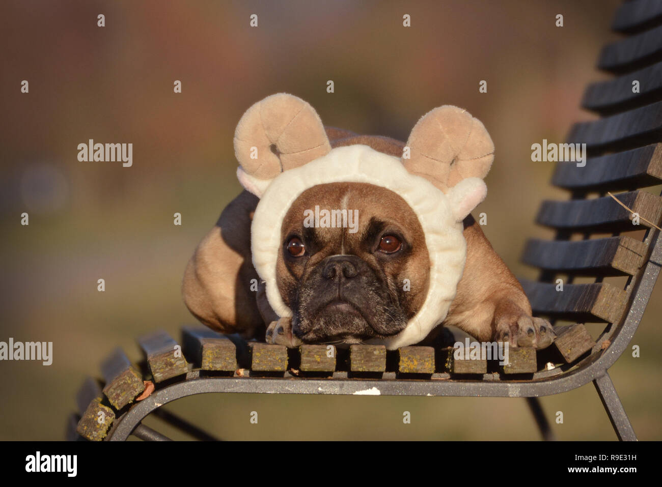 Fawn Französische Bulldogge Hund mit den Schafen, Ohren und Hörner stirnband  Kostüm liegt auf einer Bank Stockfotografie - Alamy