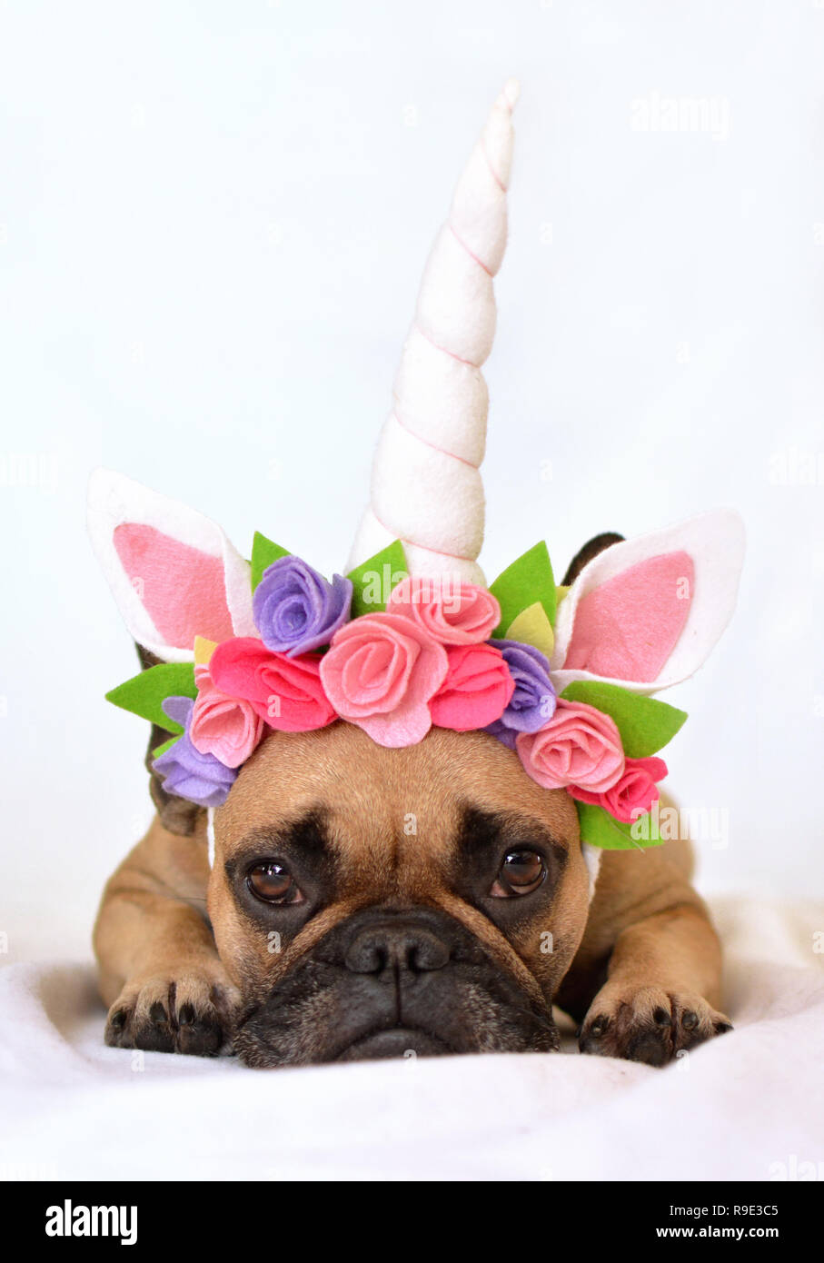small girl sweet unicorn stockfotos und bilder kaufen alamy