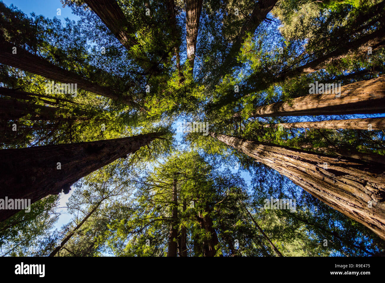 Zu den blauen Himmel durch Kalifornien Redwood Bäume in Henry Cowell Redwoods State Park Stockfoto