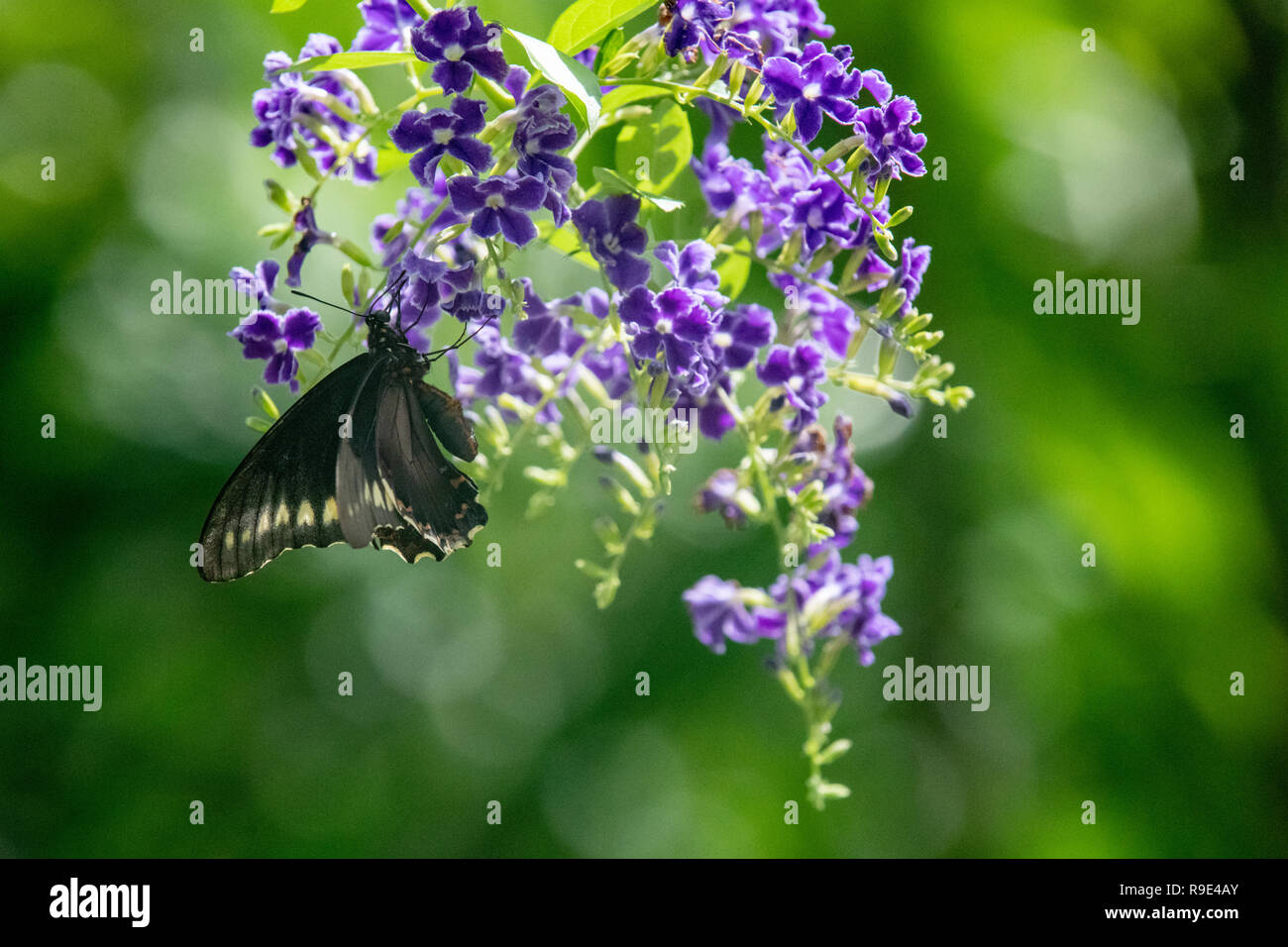 Goldrand Schwalbenschwanz auf einem Duranta-Busch - Battus polydamas Schmetterling auf Duranta erecta - schwarzer Schwalbenschwanz auf einem Busch mit purpurnen Blumen - Papilioniden Stockfoto