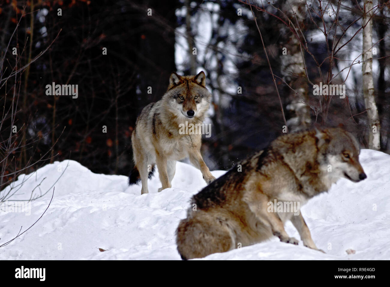 Mit Den Wolfen Rennen Stockfotos Und Bilder Kaufen Alamy