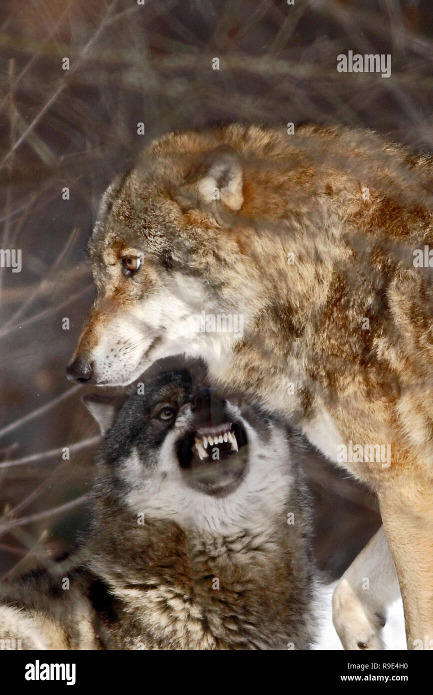 Zwei Wolfe Canis Lupus Im Winter Wolfe Im Schnee Lauft Attraktive Winter Szene Mit Wolfen Schone Winter Landschaft Mit Wolfen Raubtiere Fi Stockfotografie Alamy