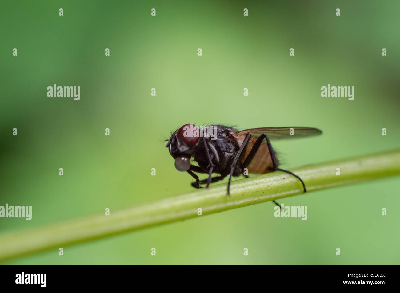 Einzige Frucht fliegen mit grünem Laub Hintergrund Stockfoto