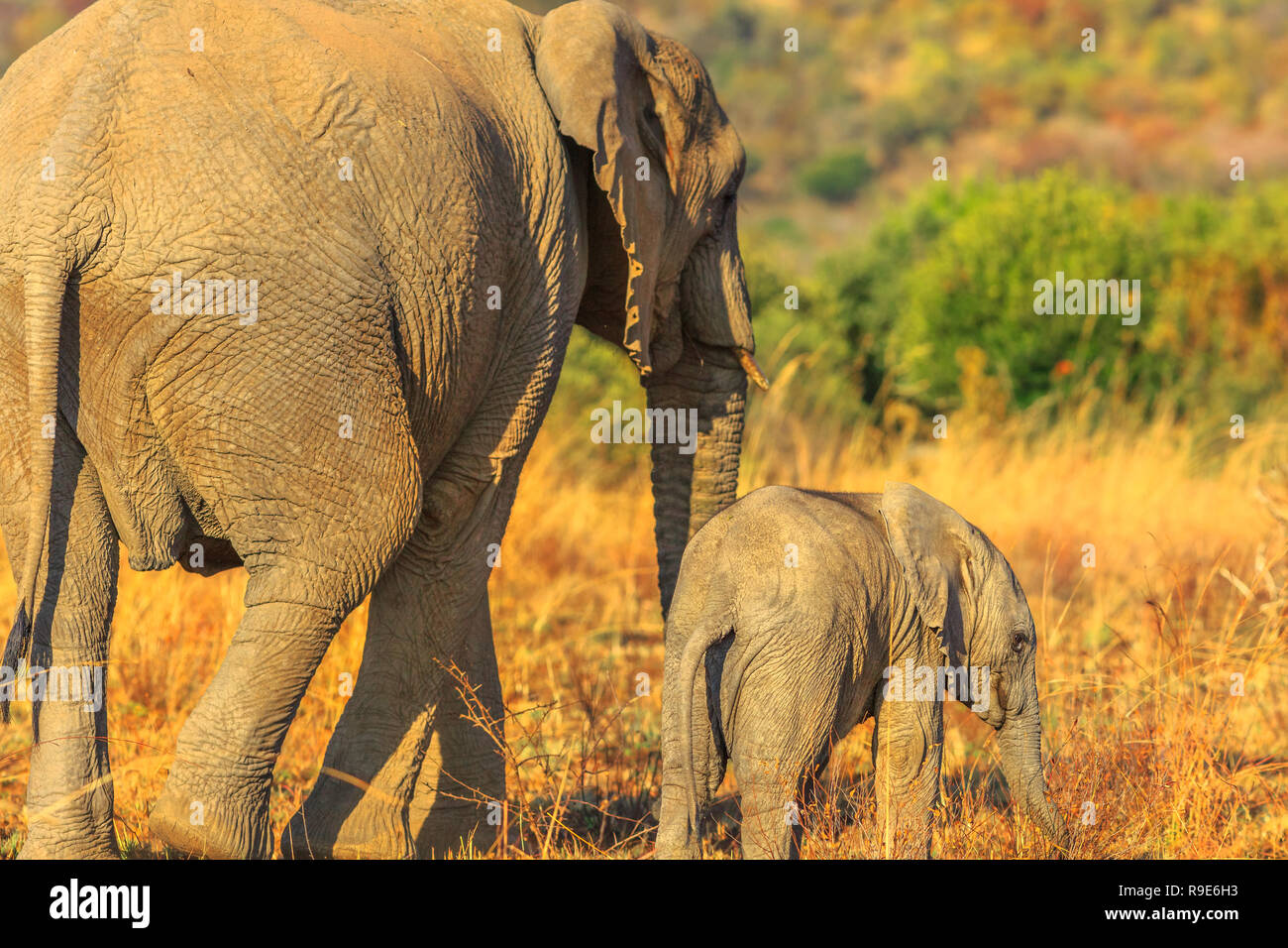 Rückseite der Mutter Elefant mit Kalb zusammen gehen. Safari Pirschfahrt im Pilanesberg National Park, Südafrika. Der afrikanische Elefant ist ein Teil der Großen Fünf Stockfoto