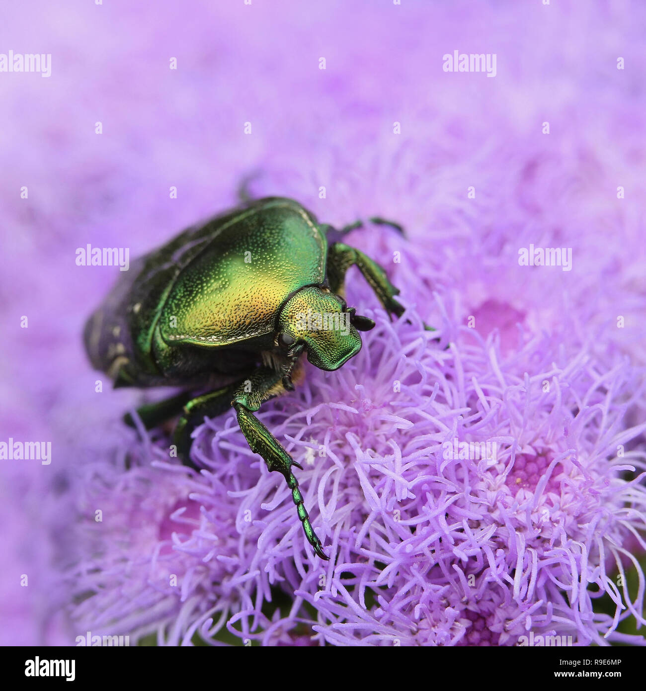 Bettle Cetonia aurata сloseup auf Lila Blume Stockfoto