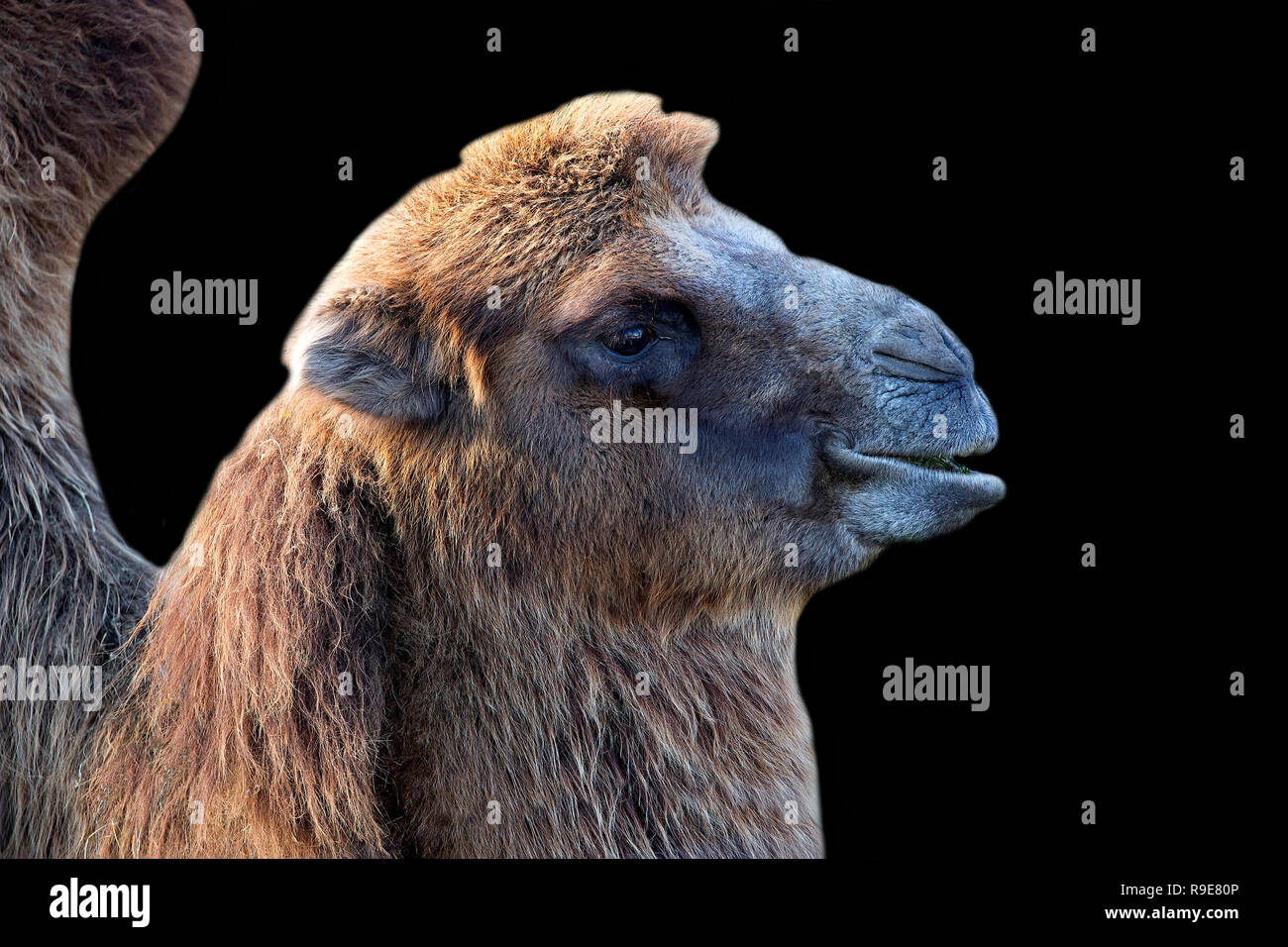 Kamel, ein Porträt auf schwarzem Hintergrund Stockfoto Kamel, ein Porträt auf schwarzem Hintergrund Stockfoto