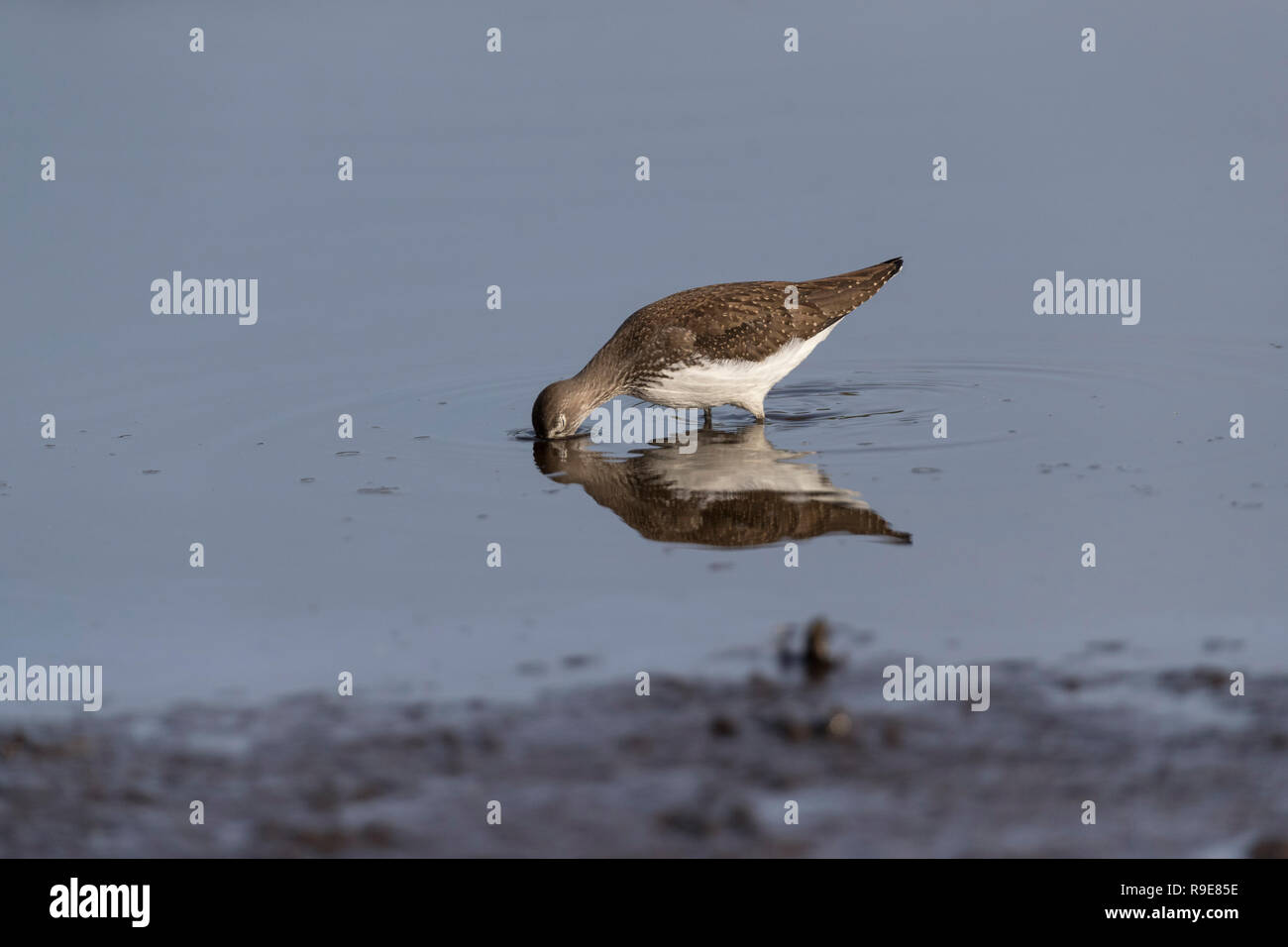 Green Sandpiper; Tringa ochropus Einzelne Fütterung Scilly-inseln, Großbritannien Stockfoto