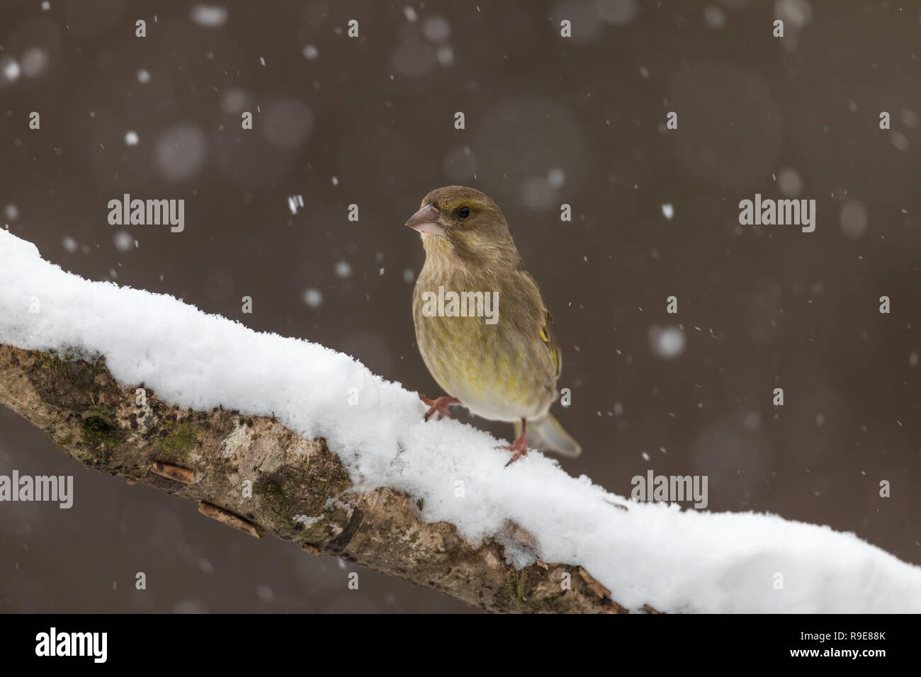 Chloris chloris Grünfink; Single im Schnee Cornwall, UK Stockfoto