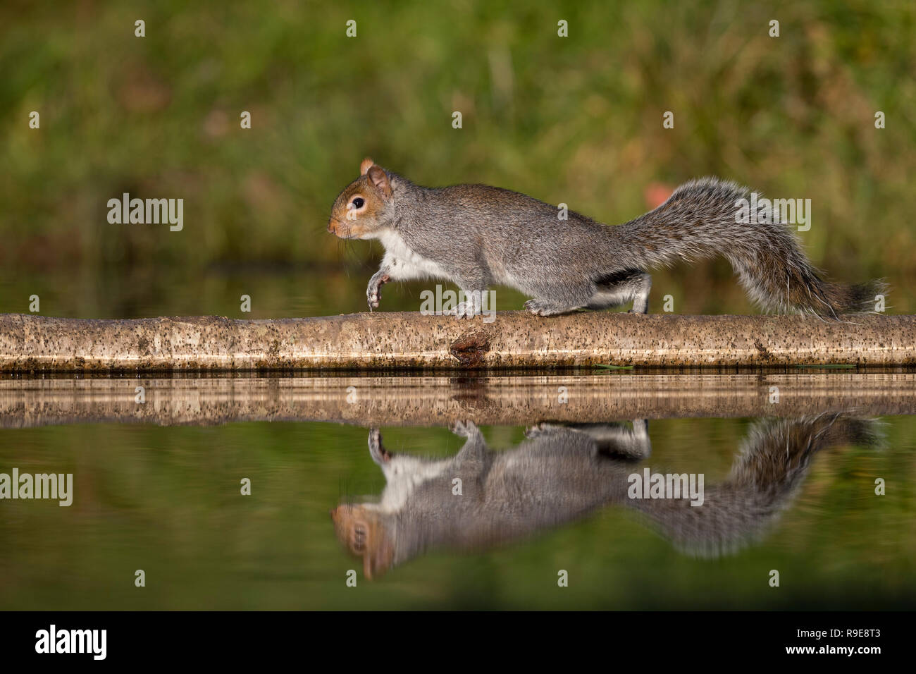 Graue Eichhörnchen Sciurus carolinensis; Single Walking Anmelden am Teich Cornwall, UK Stockfoto