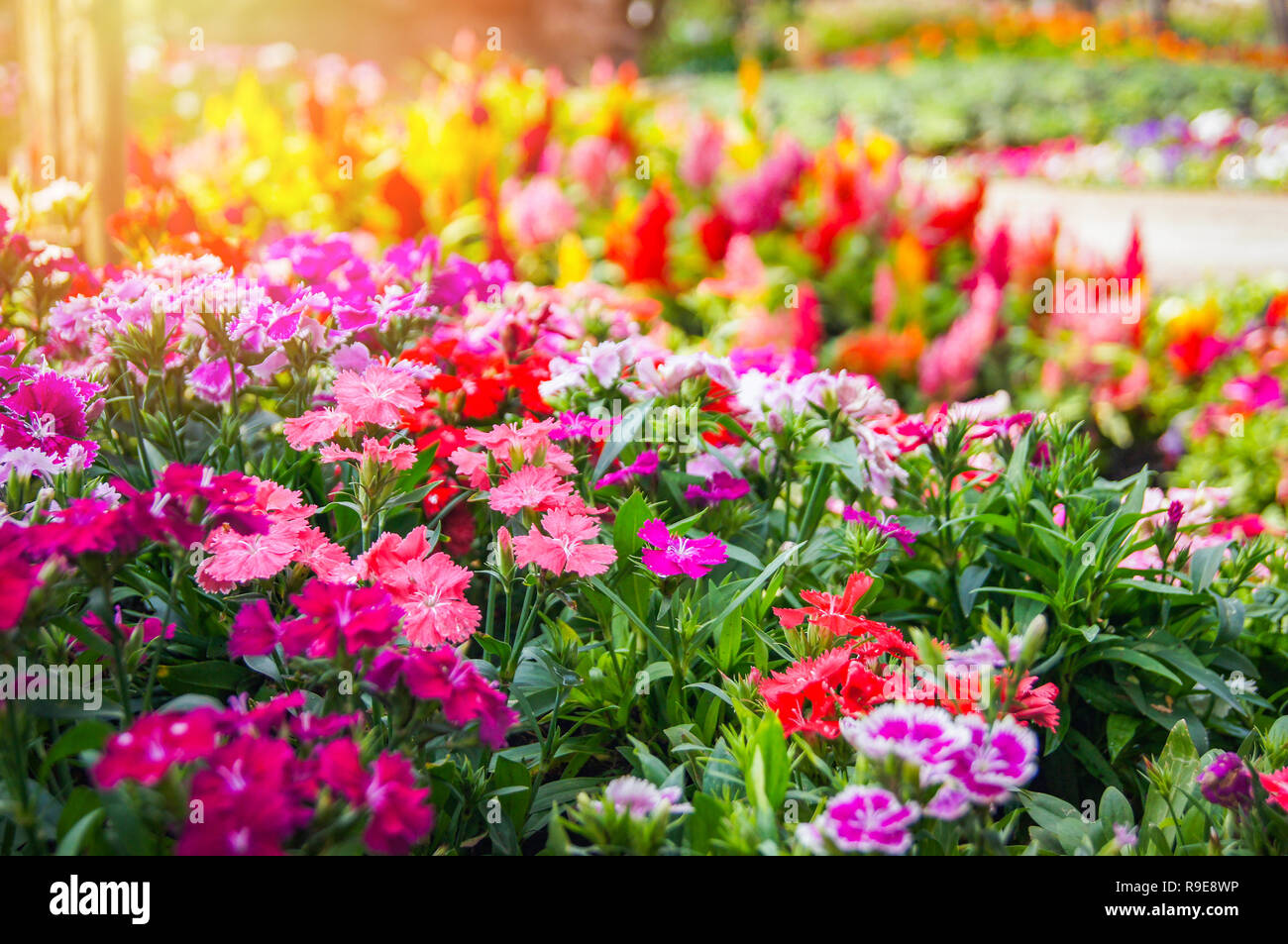 Bunte garten Blume/Multi Color grünen Rasen in farbenprächtigen Landschaft Pflanzen und Blumen blühende Frühling Garten mit Dianthus Celosia argentea oder gefiederten Stockfoto