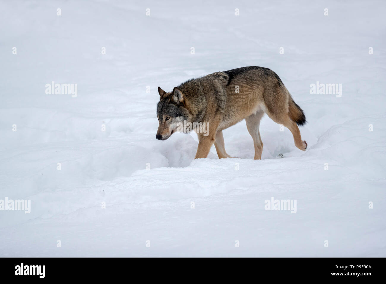 Grauer Wolf, Canis lupus einzelne unverlierbare Finnland Stockfoto