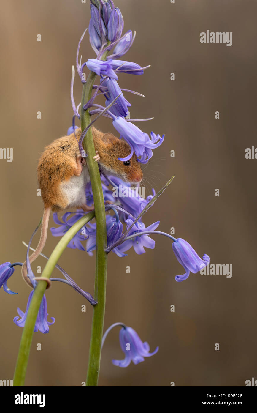 Ernte Maus; Micromys minutus Single auf Bluebell Devon, Großbritannien Stockfoto