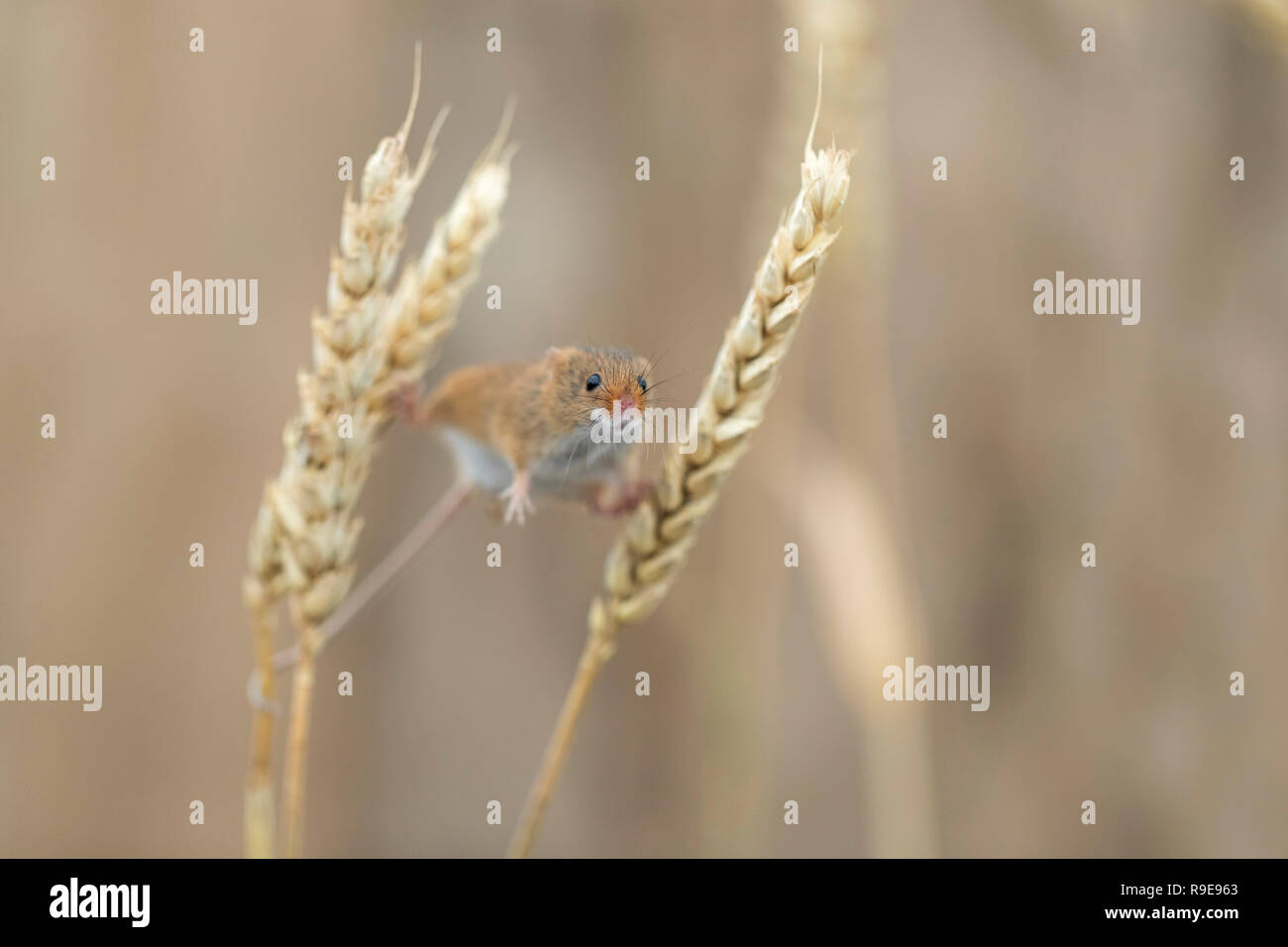 Zwergmaus; Micromys Minutus Single auf Weizen UK Stockfoto