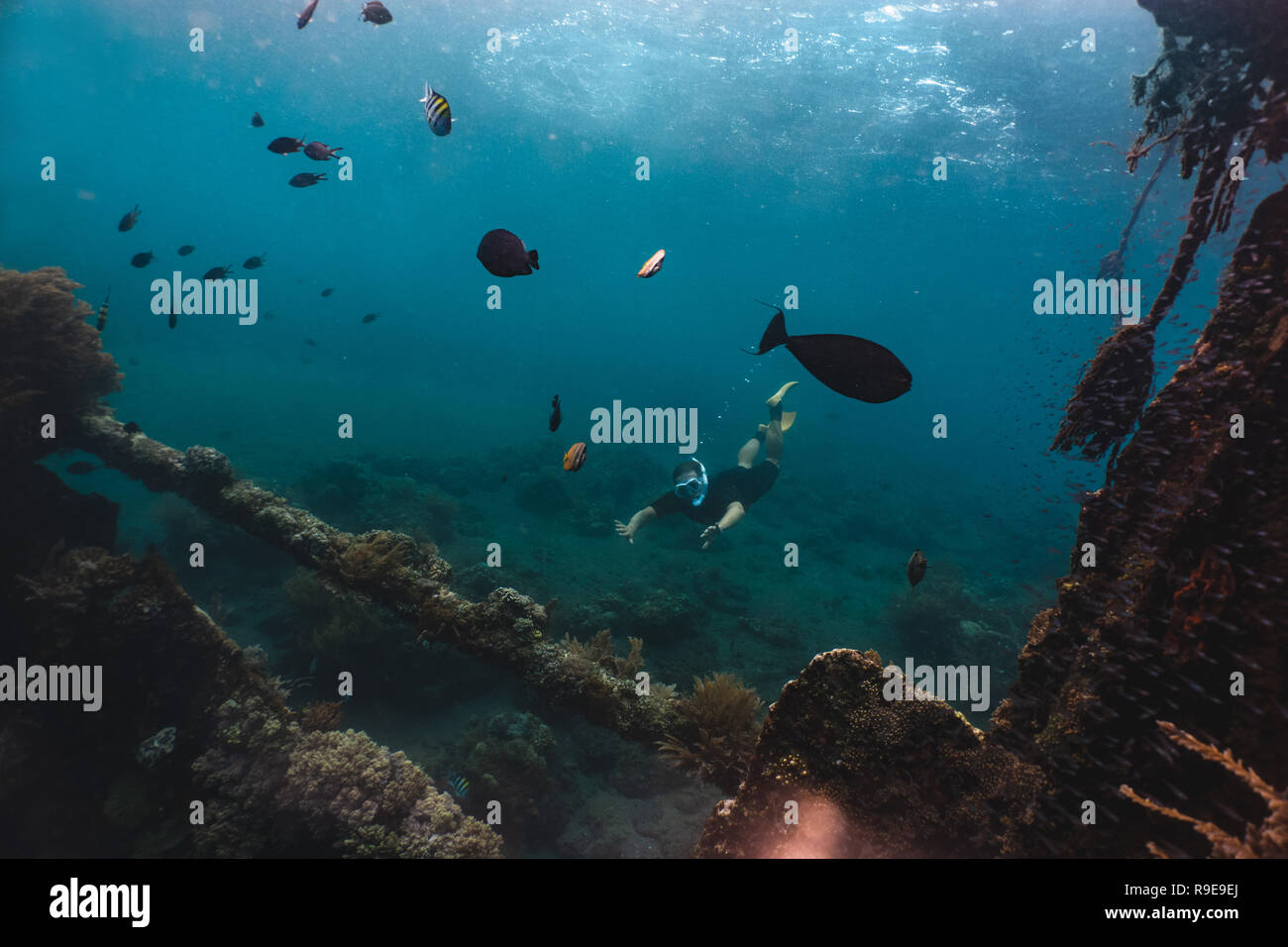 Freediverin und Korallenriffe mit Fischen in der Nähe von wreckship Stockfoto