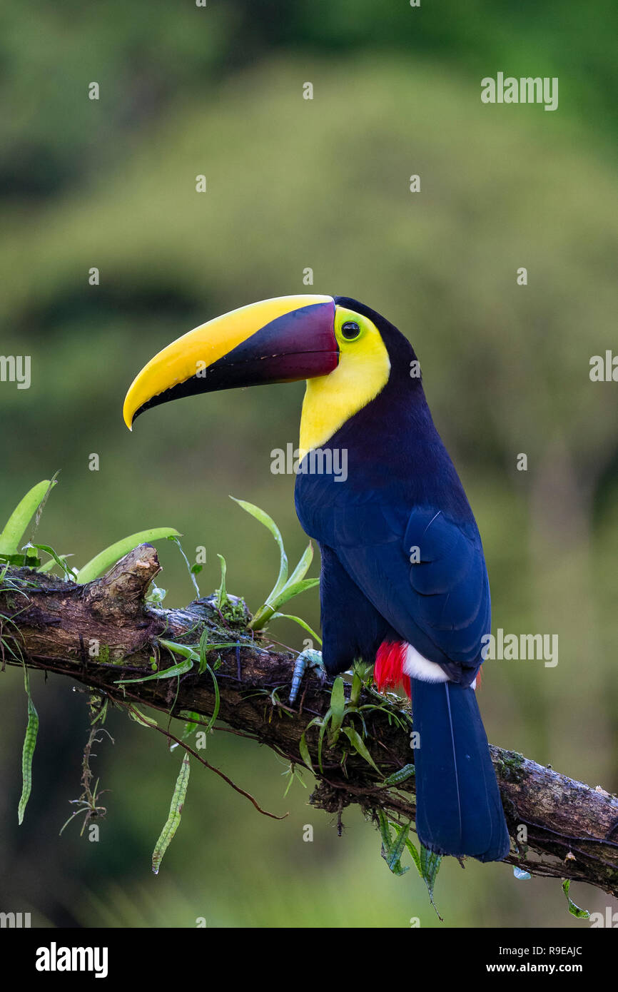 Schwarz-mandibled (oder gelb-throated) toucan im Norden Costa Ricas Stockfoto