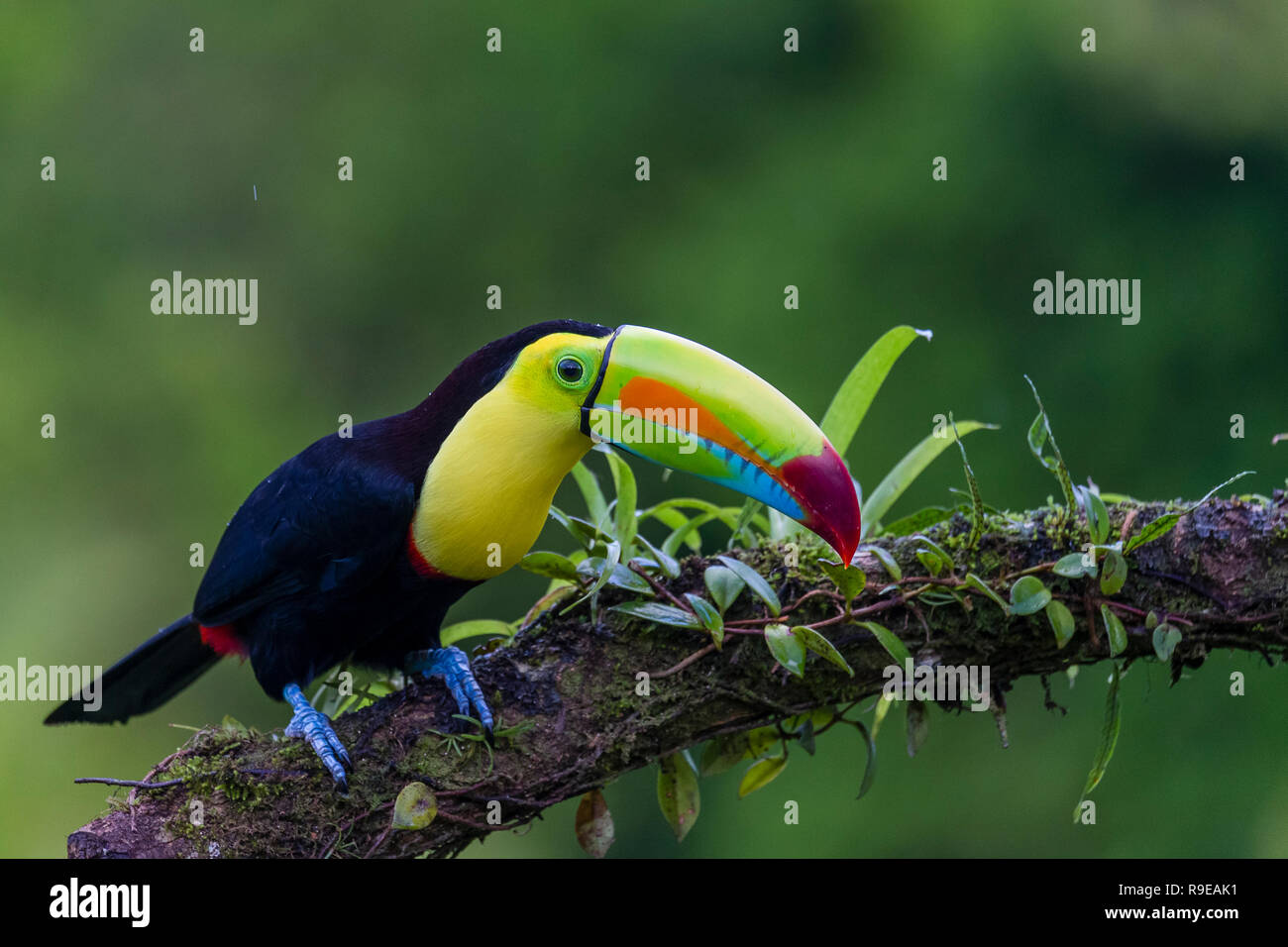 Kiel-billed Toucan im Norden Costa Ricas Stockfoto