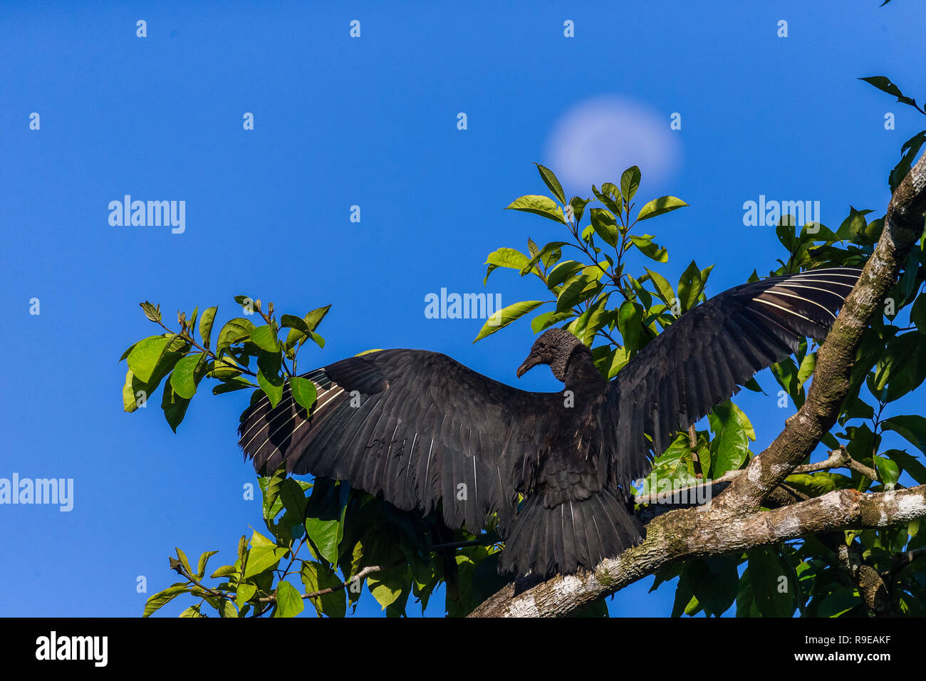 Schwarze Geier im Norden Costa Ricas Stockfoto
