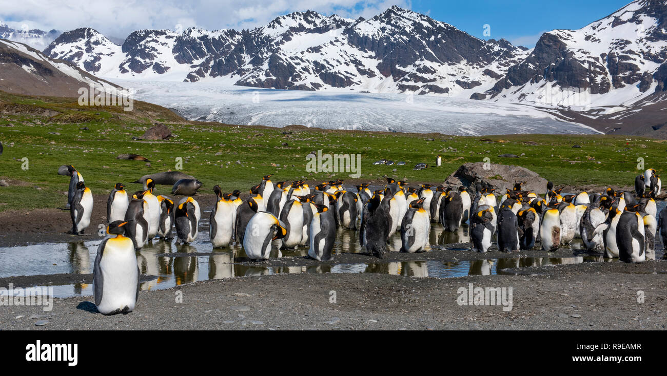 South Georgia, St. Andrews Bay, Allardyce Berge. Größte König Pinguin Kolonie in South Georgia. Königspinguine vor dem Gletscher. Stockfoto