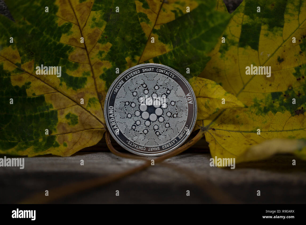 Cardano cryptocurrency physischen Münze gegen zwei Blätter im Herbst gesetzt Stockfoto