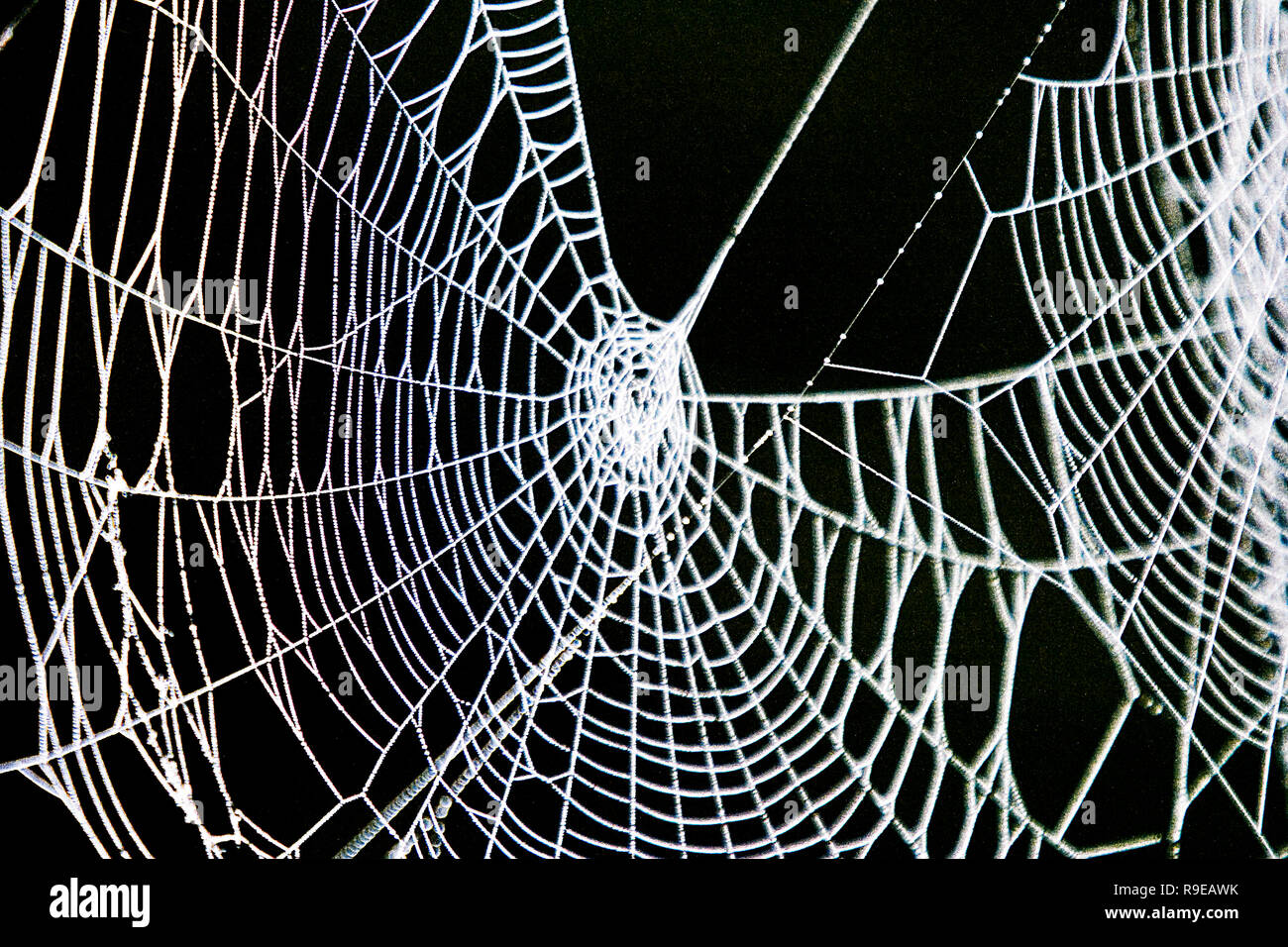 Spinnennetz Stockfoto