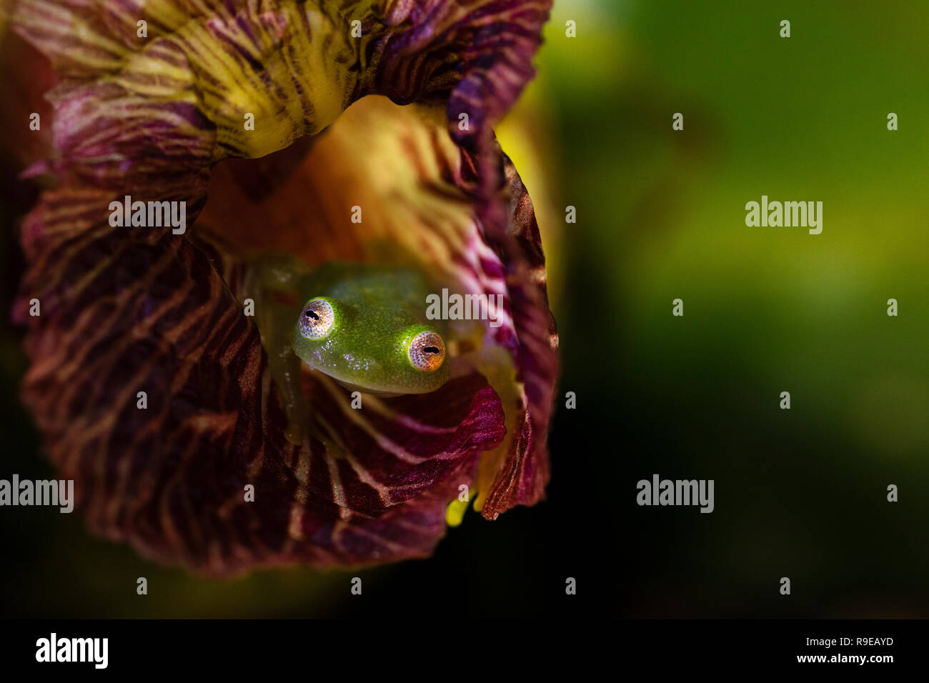 Fleischmanns Glas Frosch in Costa Rica Stockfoto