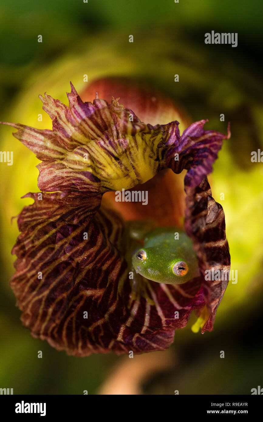 Fleischmanns Glas Frosch in Costa Rica Stockfoto