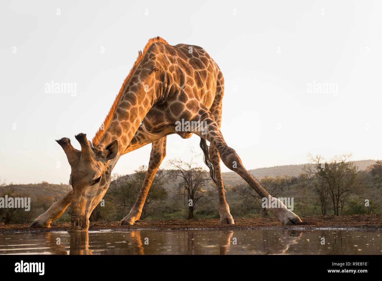 Giraffe (Giraffa Camelopardalis) trinken, Zimanga Private Game Reserve, KwaZulu-Natal, Südafrika Stockfoto