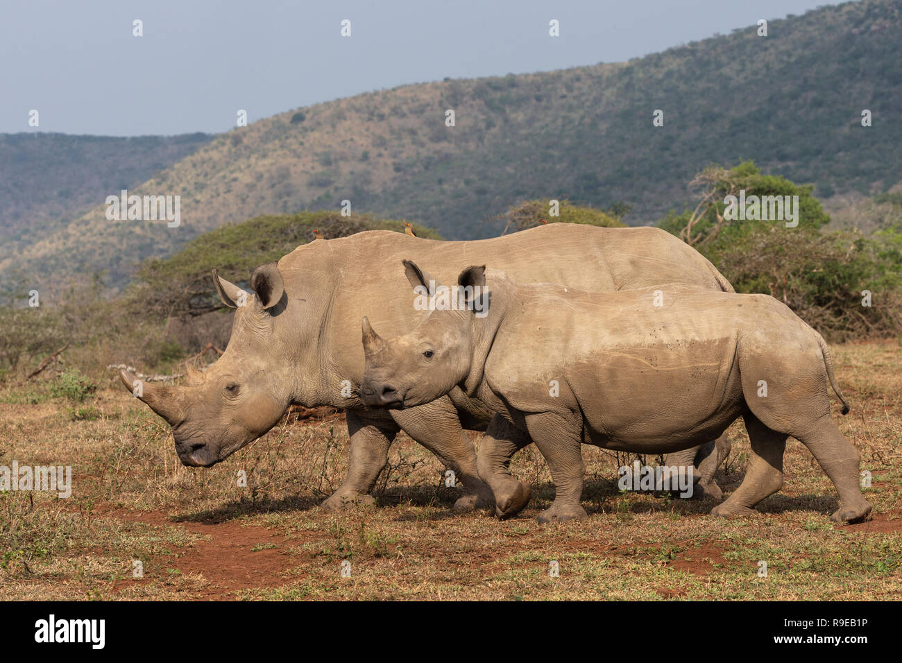 Weiße Nashörner (Rhinocerotidae)), iMfolozi Game Reserve, KwaZulu-Natal, Südafrika, Stockfoto