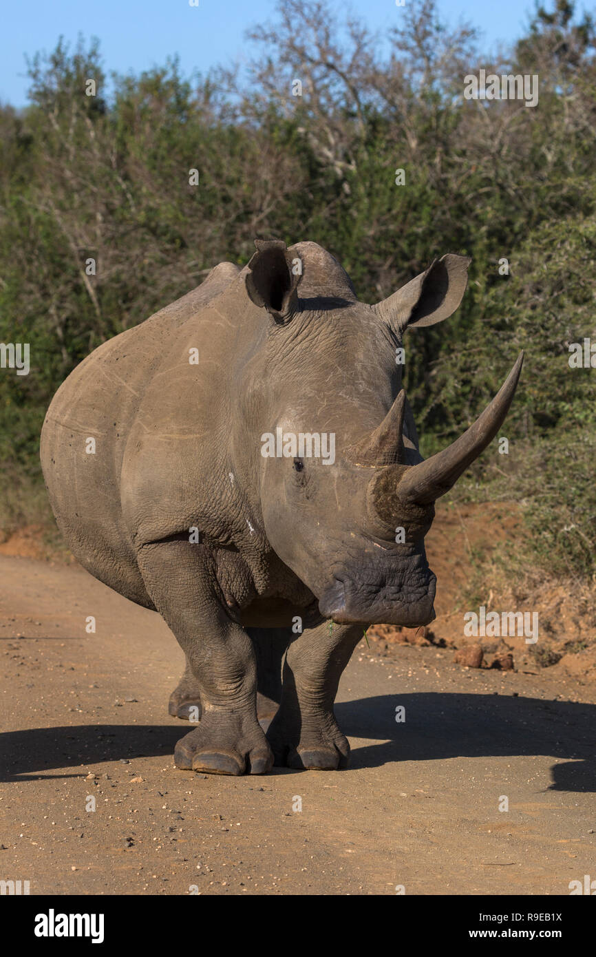 White Rhino (Rhinocerotidae)), iMfolozi Game Reserve, KwaZulu-Natal, Südafrika, Stockfoto