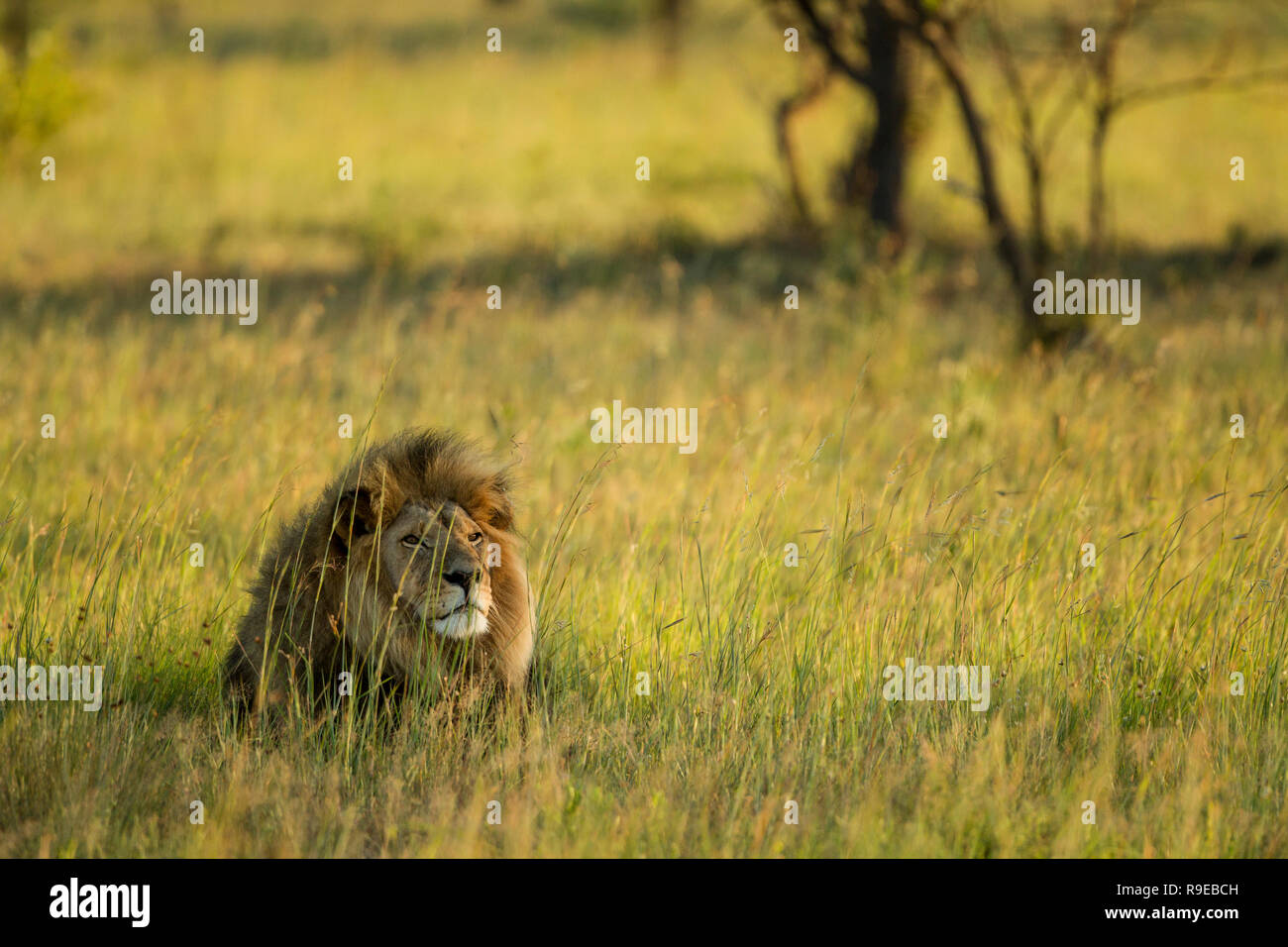 Riesige männliche Löwe im langen Gras in goldenem Licht liegen Stockfoto