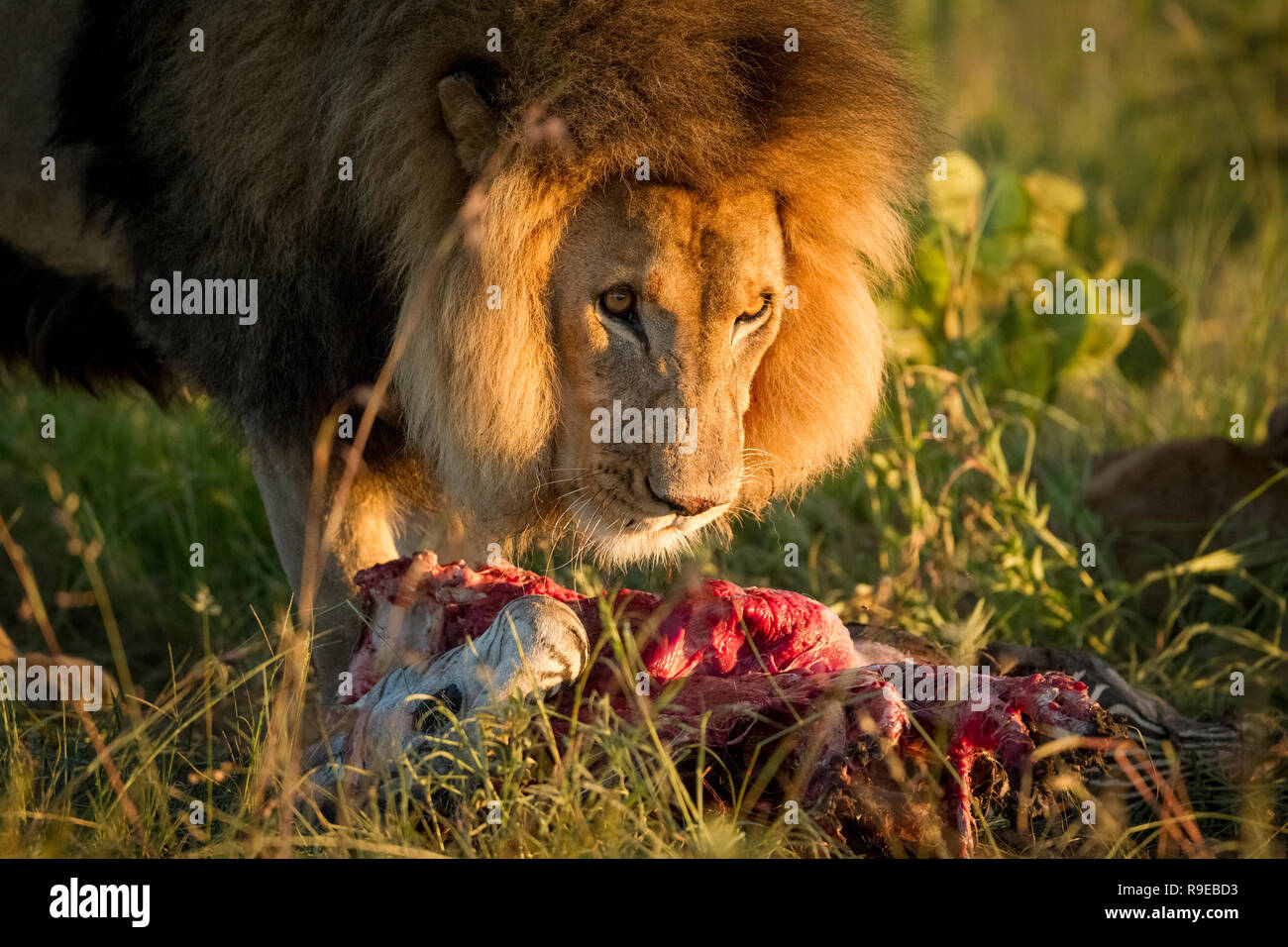 Riesiger männlicher Löwe, der sich auf einem Zebra-Kadaver in der ernährt Schönes Abendlicht Stockfoto