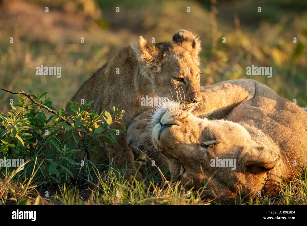 Niedliches Baby Löwe Junge spielt mit Löwin im Gras Während der goldenen Stunde Stockfoto