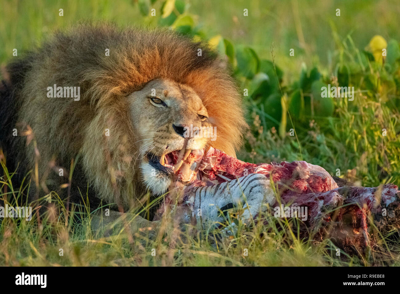 Riesiger männlicher Löwe, der sich auf einem Zebra-Kadaver in der ernährt Schönes Abendlicht Stockfoto