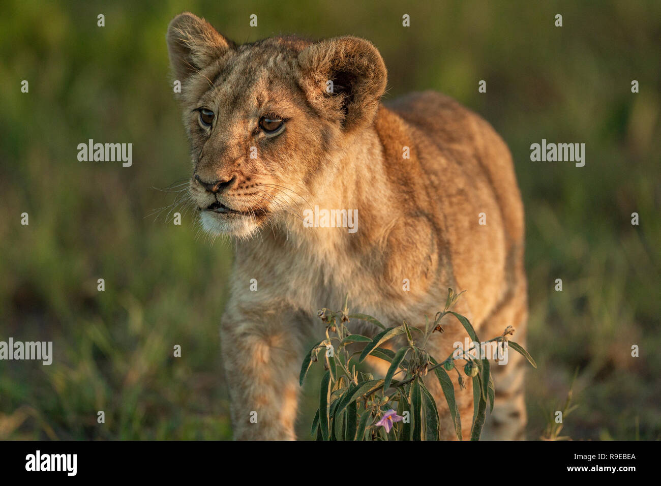 Niedliches Baby Löwe steht im Gras bei Sonnenuntergang Blick aus Stockfoto