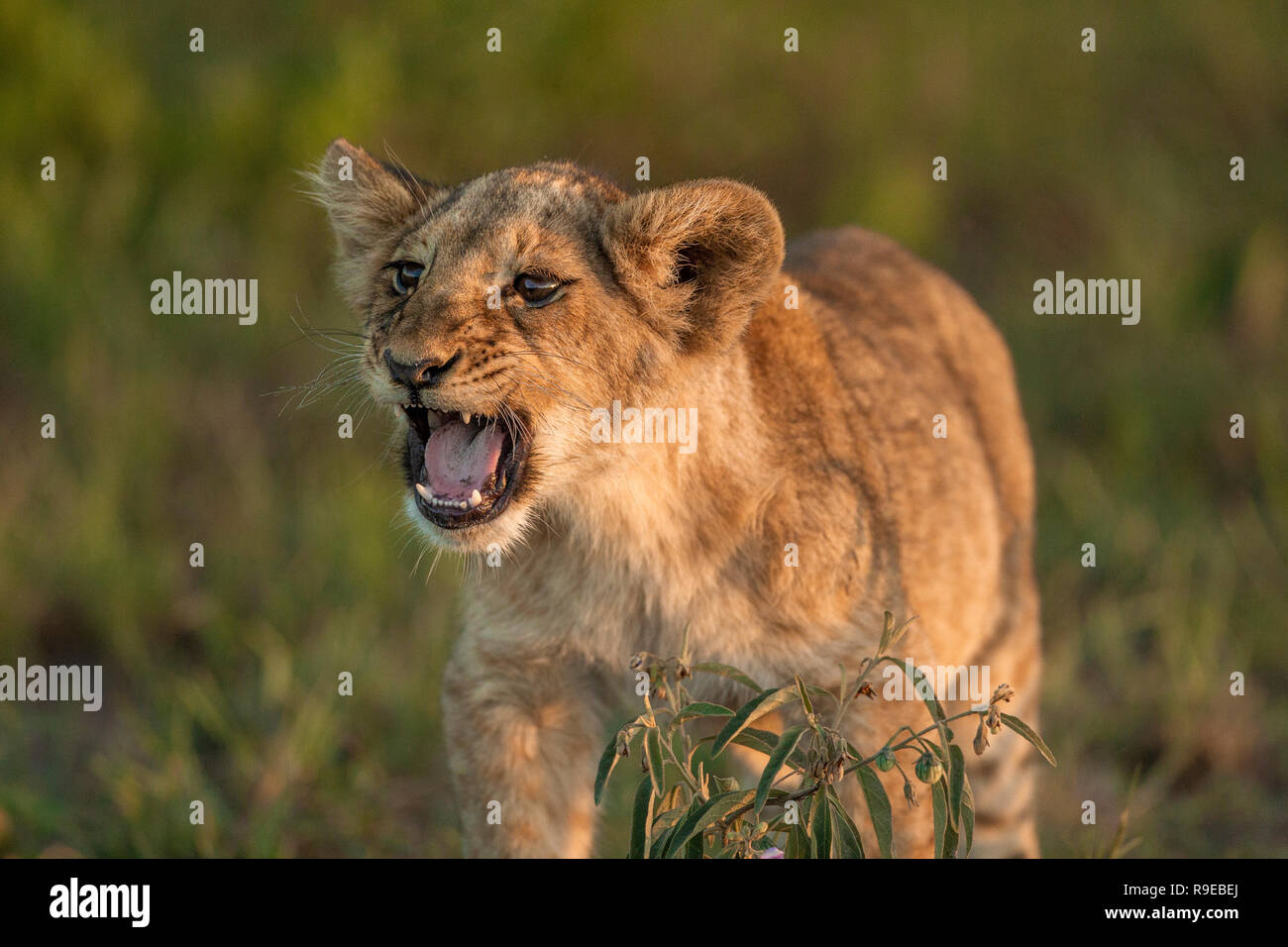 Niedliches Baby Löwe steht im Gras bei Sonnenuntergang Blick aus Und rufen oder knurren Stockfoto