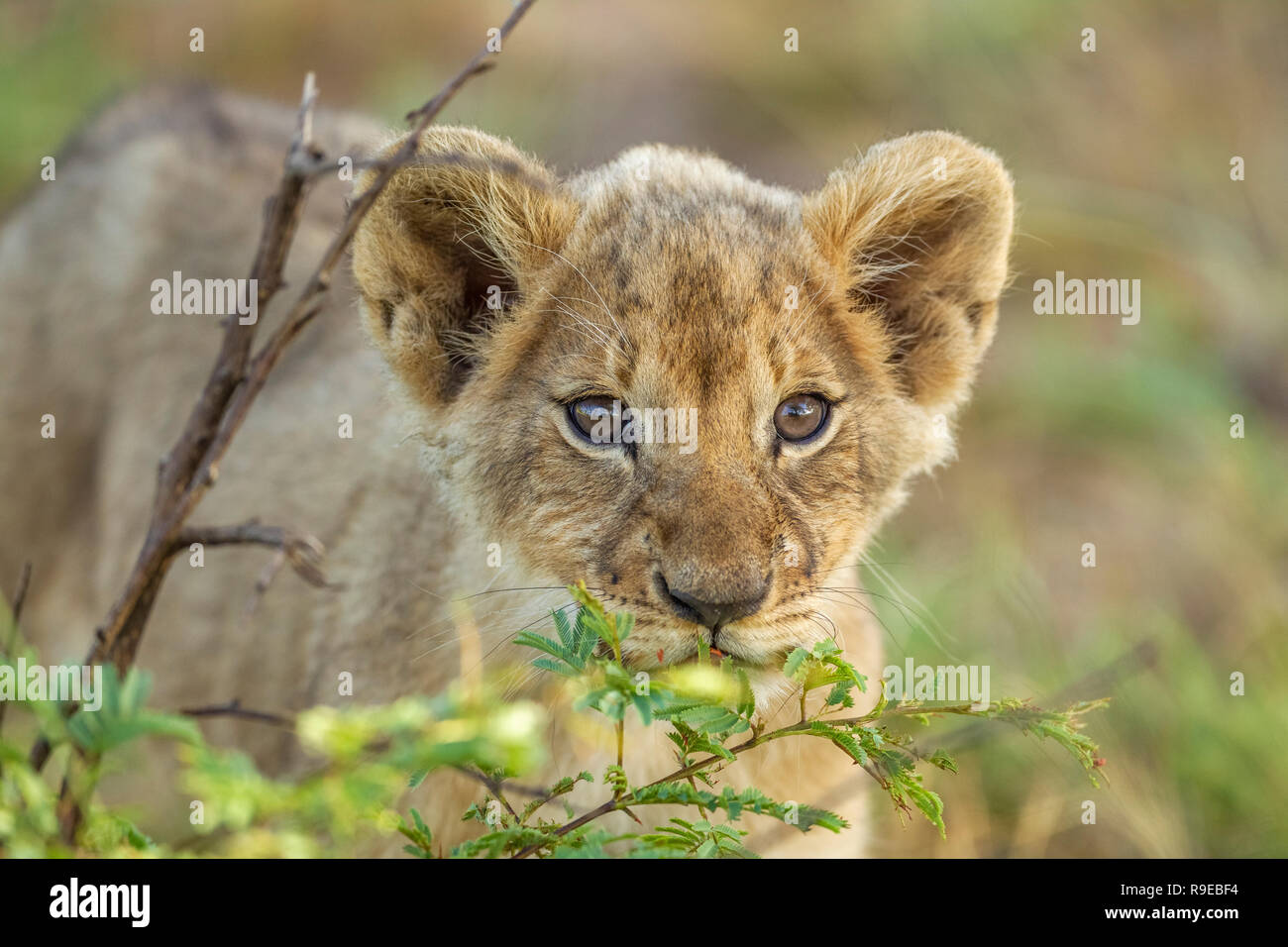 Niedliches Baby Löwe Junge versteckt sich hinter einem Busch und suchen Neugierig auf die Kamera Stockfoto