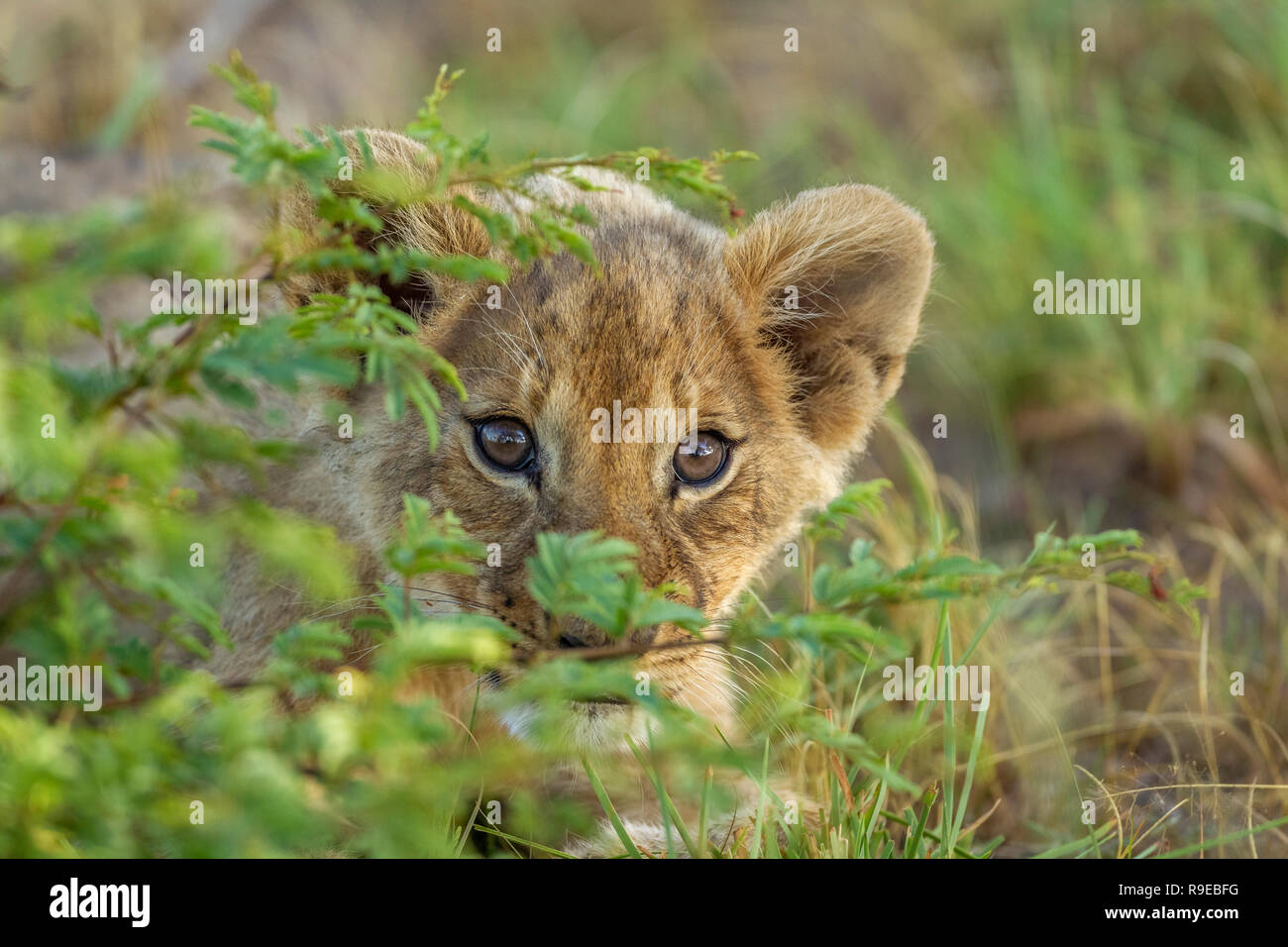 Niedliches Baby Löwe Junge versteckt sich hinter einem Busch und suchen Neugierig auf die Kamera Stockfoto