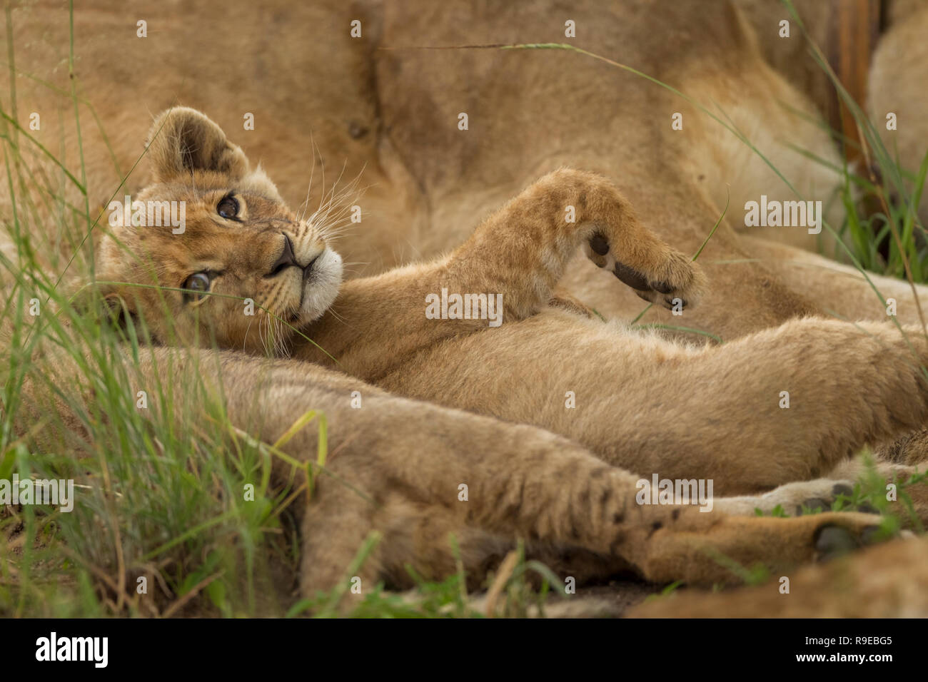 Niedliches Löwenjunge, das zwischen Löwen auf dem Rücken liegt Mit den Pfoten nach oben Stockfoto